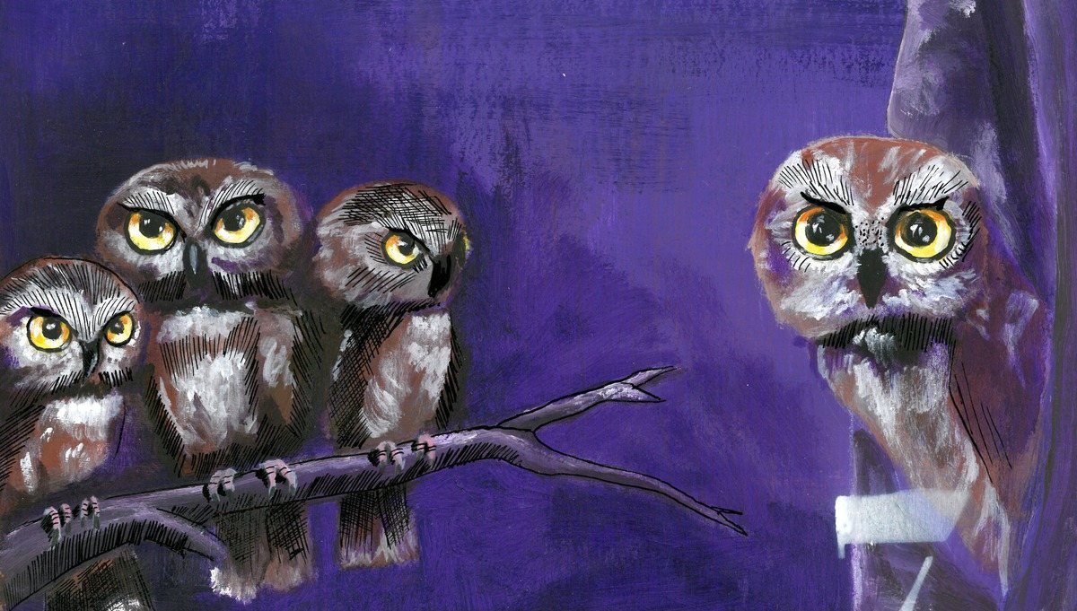 The Owl
